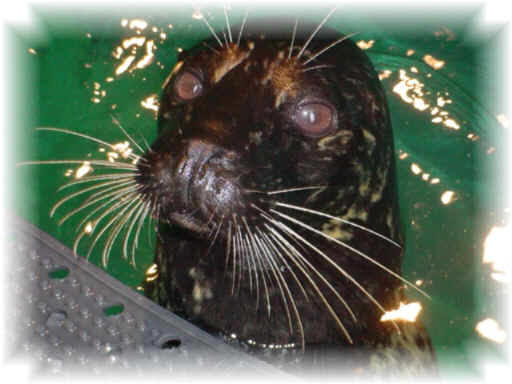 point pleasant beach aquarium